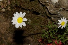 Anthemis chia