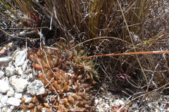 Haworthia mirabilis