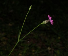 Silene cretica