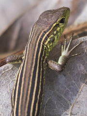 Cnemidophorus cryptus