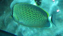 Chaetodon guttatissimus