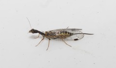 Raphidia mysia