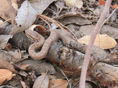 Crotalus willardi willardi
