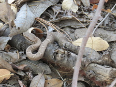 Crotalus willardi willardi