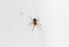 Crustulina scabripes