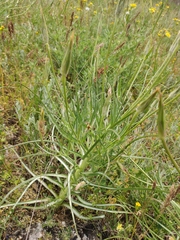 Pseudopodospermum molle