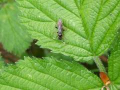Crypteffigies lanius