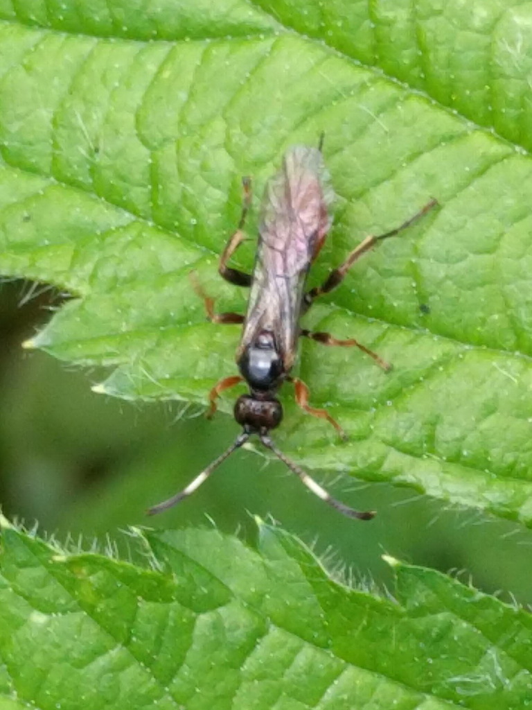 Cratichneumon rufifrons
