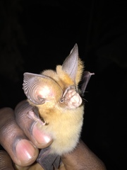 Hipposideros jonesi