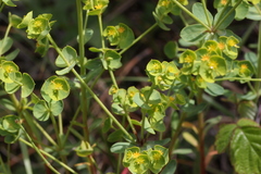 Euphorbia portlandica
