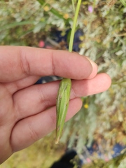 Pseudopodospermum molle