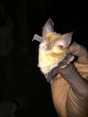Hipposideros jonesi