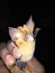 Hipposideros jonesi