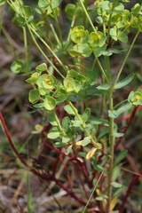 Euphorbia portlandica