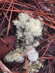 Cladonia evansii