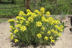 Erysimum callicarpum