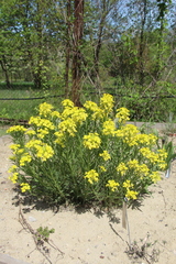 Erysimum callicarpum