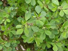 Trifolium dubium