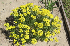 Erysimum callicarpum