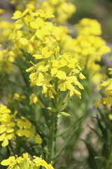 Erysimum callicarpum
