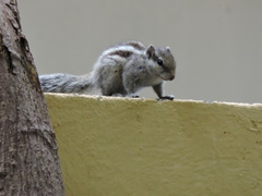 Funambulus pennantii