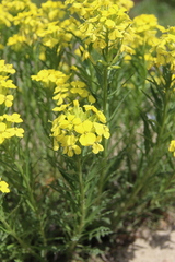 Erysimum callicarpum