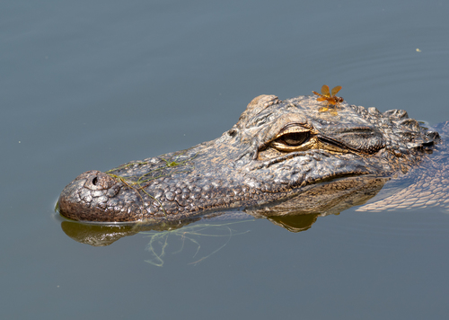 American Alligator photographed in South Carolina