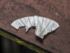 Ourapteryx fulvinervis