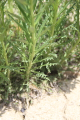 Erysimum callicarpum