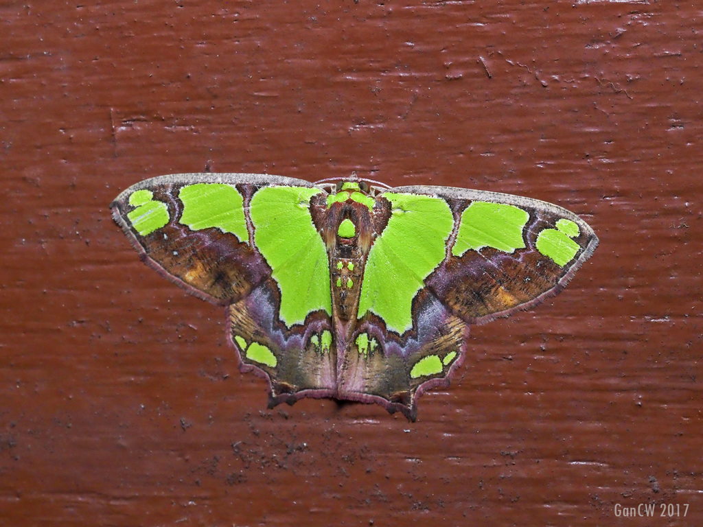 Agathia arcuata