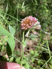 Trifolium reflexum