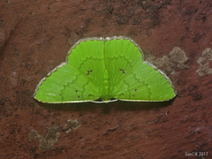 Ornithospila submonstrans