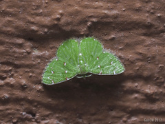 Argyrocosma inductaria