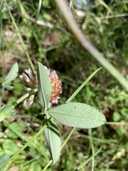 Trifolium reflexum