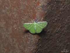 Argyrocosma inductaria