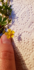 Potentilla patula