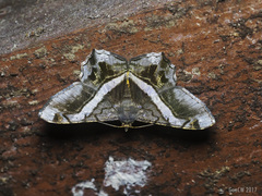 Chiasmia nora