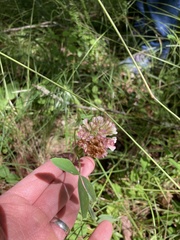 Trifolium reflexum