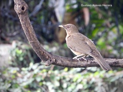 Turdus grayi