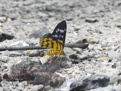 Dysphania subrepleta