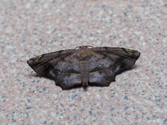 Mesaster albidiscata