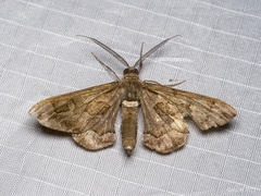 Hypochrosis binexata