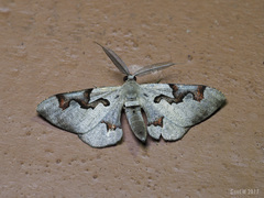 Hypochrosis pyrrhophaeata