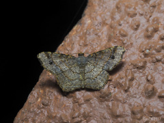 Chiasmia bornusaria