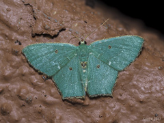 Cyclothea disjuncta