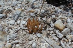 Haworthia mirabilis