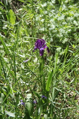 Iris furcata