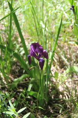 Iris furcata