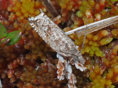 Ancylis unguicella