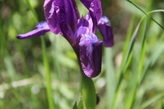 Iris furcata